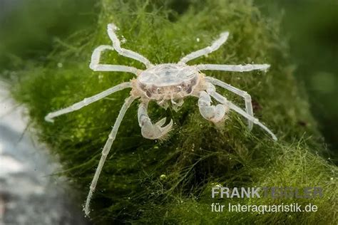 Thajský mikrorab (Limnopilos naiyanetri)