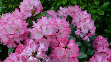 rododendron s lesklými zelenými listami