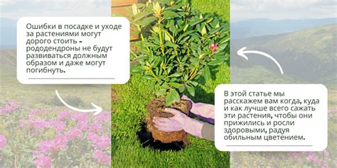 ukážka premokrenej pôdy okolo rododendronu