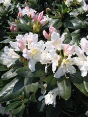 rododendron s vädnúcimi a hnednúcimi listami