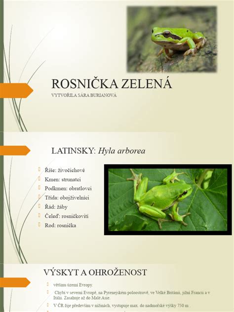 Ilustrácia rosničky zelenej s detailným zobrazením jej charakteristických znakov, ako sú prísavky na prstoch a bočný pruh