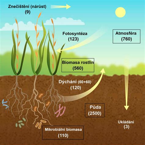 Schéma znázorňujúca cyklus pestovania sóje od sejby až po zber a jej výhody v osevnom postupe.