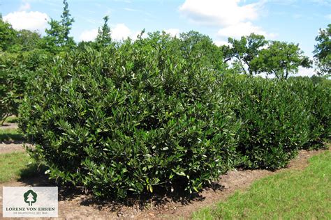 detailný záber listov a plodov Vavrínovca lekárskeho (Prunus laurocerasus)