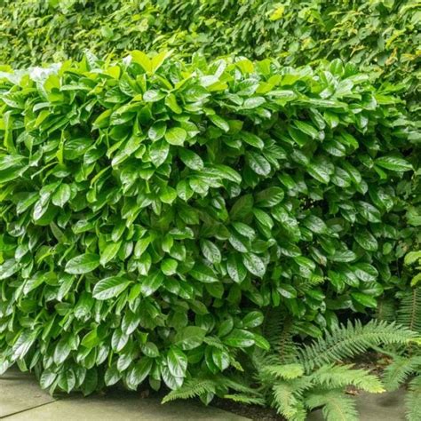 Vavrínovec lekársky (Prunus laurocerasus) ako živý plot