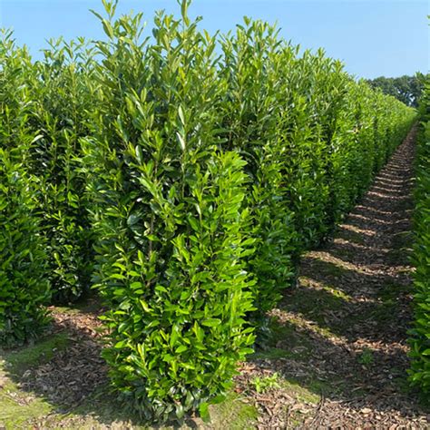 Vavrínovec lekársky (Prunus laurocerasus) - živý plot po strihaní