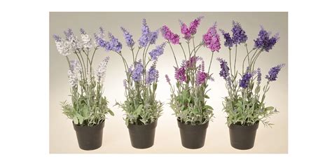 Rôzne druhy a farby kvetov floxov