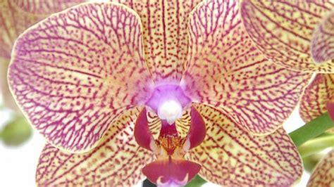 Detailný záber na kvitnúcu orchideu Phalaenopsis na svetlom okennom parapete v modernom byte