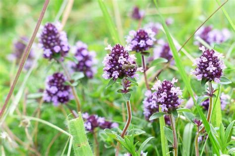 Materina dúška ako liečivá bylina pre ženy