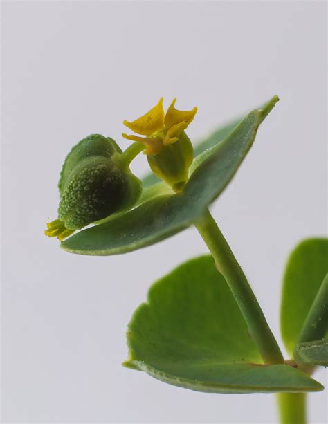 Makro záber kvetenstva mliečnika chvojkového (cyathium)