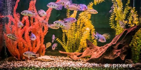 Ilustrácia akvária s terasovitým usporiadaním dna vytvoreným z lepkavej pôdy