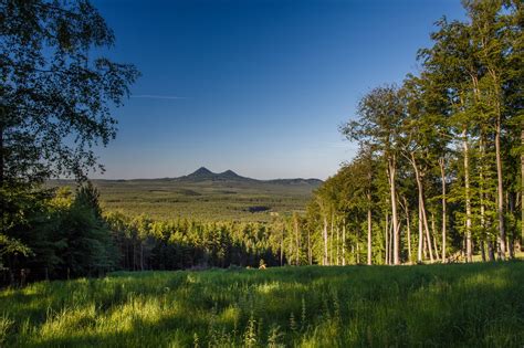 Tematické foto: Malý les, mladé stromy a sadenice v prírode