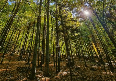 Ilustrácia rôznych druhov húb v lese.