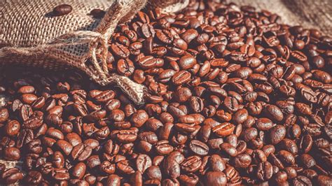 schéma klíčenia kávového zrna s koreňmi a prvými lístkami