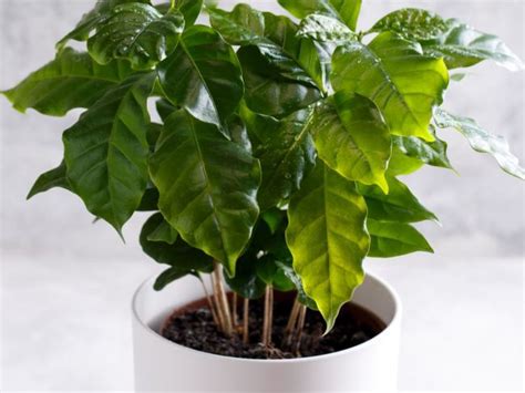 kávovník umiestnený v interiéri pri okne s rozptýleným svetlom