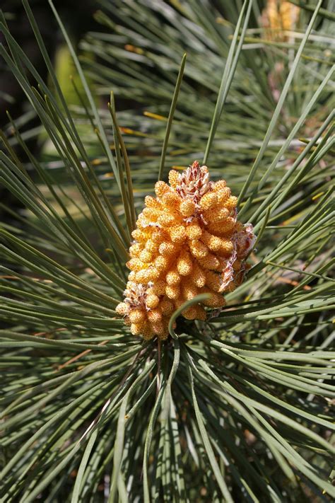 mapa stredomoria s vyznačením výskytu Pinus Pinaster