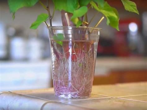 Špajdle držia batát nad vodou v pohári, z ktorého rastú klíčky.