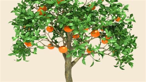 schéma ideálneho sponu výsadby pre rôzne ovocné stromy