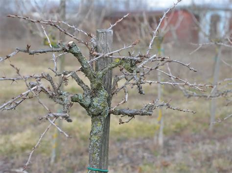 ilustrácia povýsadbového rezu stromčeka