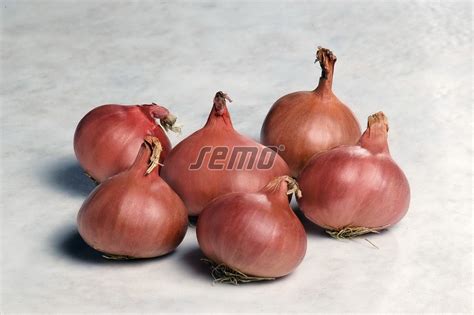 šalotka Camelot F1 v záhradnej pôde