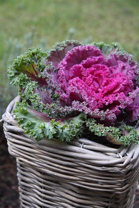 Ilustrácia výsevu semien okrasnej kapusty do malých črepníkov