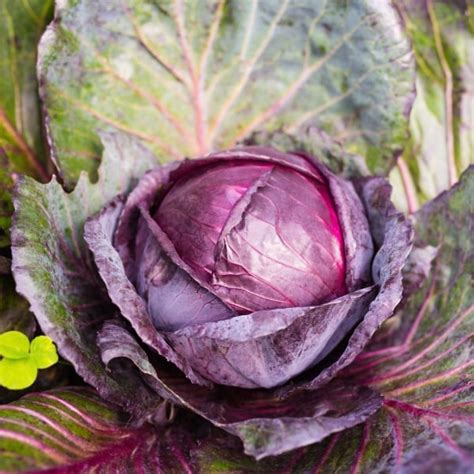 Detail okrasnej kapusty s výrazným vyfarbením listov