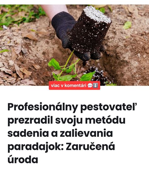 Schéma správneho zalievania paradajok priamo ku koreňom a znázornenie dostatočného sponu medzi rastlinami