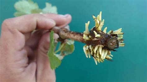 Mladý zakorenený odrezok hrozna pripravený na výsadbu