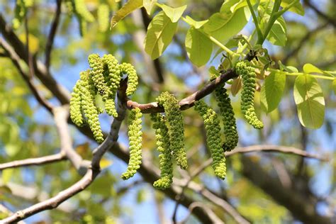 Schéma stavby stromu orecha kráľovského s vyznačením koreňového systému, kmeňa, listov a plodov