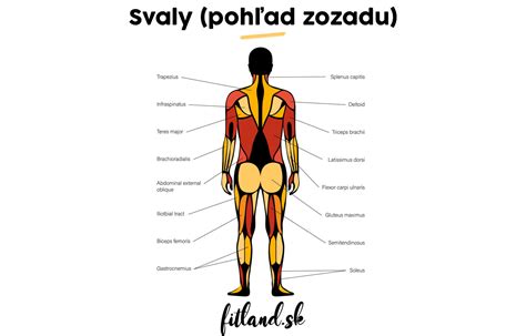 Schéma: Anatómia cesnaku - od strúčika po celú hlavičku