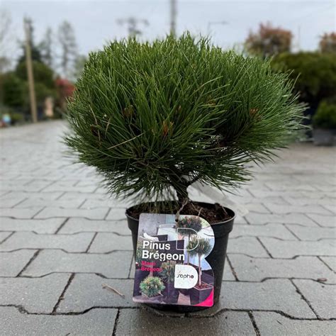 Foto: Borovica čierna 'Marie Bregeon' na kmienku v záhrade