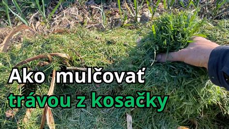 Inštruktážna infografika: Ako mulčovať borovicu