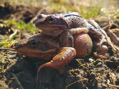 Detailná fotografia páru žiab vo fáze amplexu počas rozmnožovania.