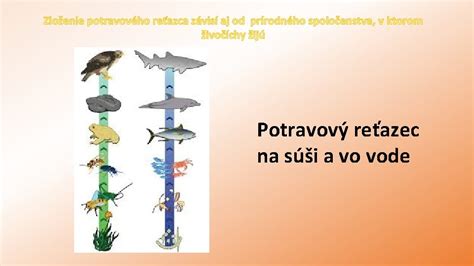Ilustrácia znázorňujúca potravový reťazec, kde sú žaby predátorom aj korisťou.