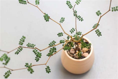Detailná schéma cik-cak rastu vetvičiek a drobných listov Sophora prostrata