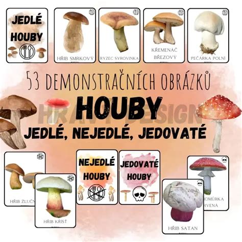 schéma rastu jedle normandskej s detailom ihličia a šišiek