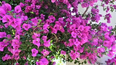 bugenvilea rastúca na slnečnom balkóne