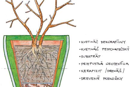presádzanie bugenviley do väčšieho kvetináča