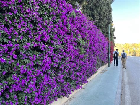 bugenvilea tvarovaná ako stromček na kmienku