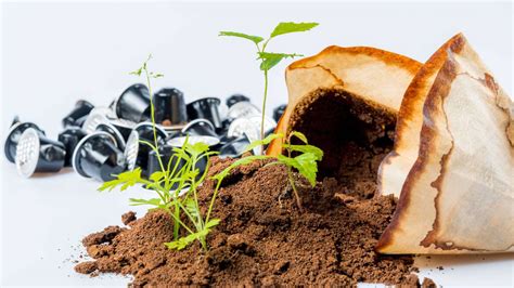 šálka kávy s kávovou usadeninou vedľa rastliny