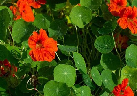 Kvitnúca kapucínka v záhrade