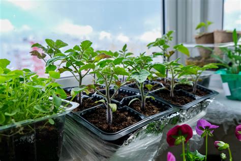 Priesady rastlín v pestovateľských nádobách