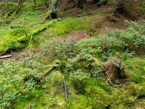 ilustrácia dopadu ťažby rašeliny na ekosystém
