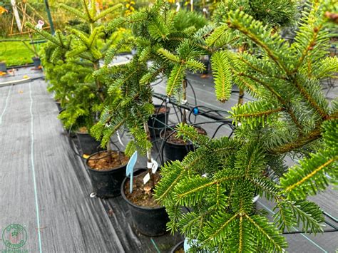 Detailná schéma vzhľadu jedle kórejskej: porovnanie veľkosti ihlíc, tvaru šišiek a celkovej štruktúry koruny