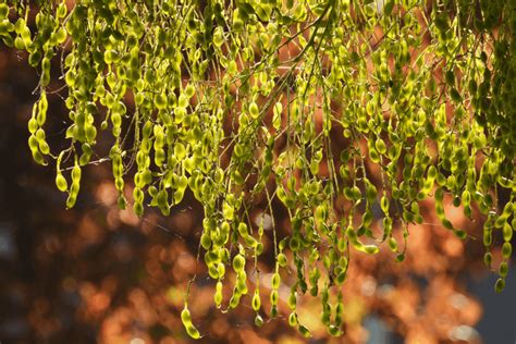 Schéma znázorňujúca vonkajší vzhľad stromu Sophora japonica s detailným pohľadom na kvety a plody