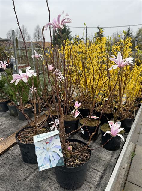 široký sortiment kvetov v záhradníctve