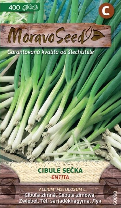Detailná fotografia rastliny cibule zimnej s dutými listami