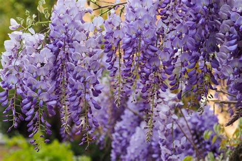 Vistéria s dlhými strapcami kvetov