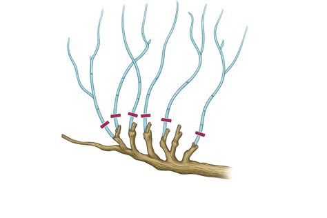 Vistéria, zimný udržiavací rez - skracovanie na 2-3 očká