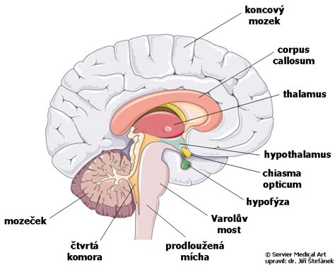 Zjednodušený diagram ľudského mozgu s vyznačenými hlavnými časťami