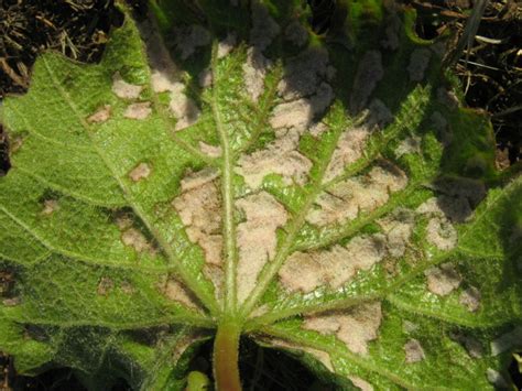 Detailné foto dravého roztoča Typhlodromus pyri na liste viniča